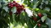 Calling China’s Fruit Retail Innovators: Frutas de Chile Unveils Inaugural Chilean Cherry Annual Awards