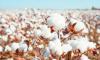 Weekly Cotton Review: Business volumes low amid Rs100/maund rate surge