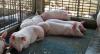 Mexico suspends imports of pork products from Spain due to African swine fever