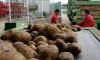 Pakistan potato market crashes amid Afghan border closure