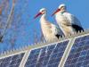 OECD: Renewable Energy Expansion Must Avoid New Ecological Trade-Offs