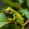 Leveraging Community Science to Study Anole Color Change
