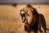 Scientists Discover Hidden Lion Roar That Could Help Save Lions