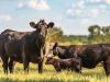 Tackling methane emissions in livestock: unlocking voluntary carbon credits