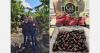 "For the first time in history, Chilean cherries harvested in week 45 will arrive to Europe by sea"