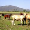 Cattle Production Systems in Central Ethiopia’s Gurage Region