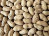 Gambia, Senegal maintain last year groundnut prices