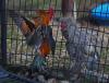 Rooster ‘epidemic’ in Maryland and beyond fueled by backyard coops, sanctuaries say
