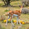 Mongolian Gazelle’s Genetic Diversity in Fragmented Habitats