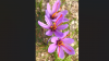 Saffron could be a big money crop for New Mexico entities