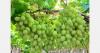 Slight gap expected in transition to Peru for grapes