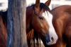 What Arizona Horse Owners Need To Know About EHV1 Outbreak