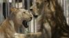 Teenager mauled to death by lion after scaling zoo fence in Brazil