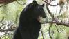 Bear hunt is coming soon to Florida. When it starts, what to know