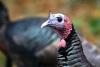Idaho turkeys for mountain goats? How trading wild turkeys for other animals became a conservation success story