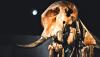 Scientists extract world’s oldest RNA from woolly mammoth