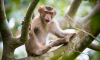 These Monkeys Hint at an Evolutionary Musical Mystery