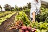 UK pilot program shows how organic food can be affordable and profitable