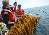New Tech Slashes Kelp Production Costs by a Staggering 85%