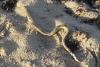 World The Independent Sea snakes keep washing up on Australia’s shores and scientists are unsure why