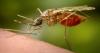 Thirty-three die of mosquito-borne illnesses in Cuba