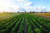 Agricultural waste keeps forever chemicals out of food crops, research finds