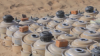 [Masam Project Removes 961 Mines in Yemen Within One Week