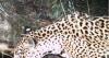 New jaguar spotted in southern Arizona