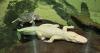 San Francisco's beloved albino alligator Claude dies at 30