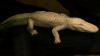 Claude, San Francisco's beloved albino alligator, dies at 30