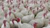 Why Canada's food inspection agency won't do interviews as avian flu outbreak in Ontario grows