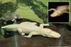 San Francisco’s beloved albino alligator Claude dead at 30