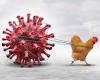 New order makes bird flu a notifiable disease