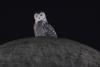 Connecticut Wildlife: The Truth Behind Rare Snowy Owl Visits