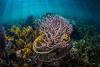 Scientists’ global call to save ocean’s hidden Marine Animal Forests