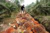 Cameroon Targets 20,500 Tons of Additional Palm Oil Output in 2026