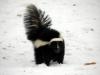 DNR seek citizen scientists to help track skunk habitats in Indiana this December