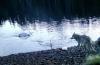 Scientists Surprised by Clever Fishing Wolf