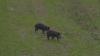Feral hogs continue to spread across Arkansas, prompting more aggressive removal efforts