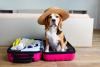 Pet travel tops Amadeus’ key trends for 2026