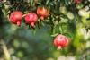 Scientists discover unbelievable use for substance hidden in pomegranate trees
