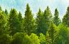 How Many Hectares Of Forest Are There Per One Belarusian