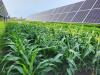 Agrivoltaics for sorghum, soybean grain