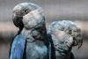 Brazil police launch probe as Spix’s macaws, made famous in ‘Rio,’ face deadly virus
