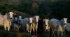 world Brazil Amazonian state postpones cattle tracking key to preventing deforestation