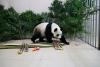 Panda Hao Hao returns to China from Belgium for treatment