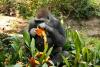 Three more gorillas arrive in San Antonio ahead of Congo Falls grand opening