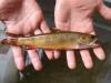 Inland Waterway In Vernon Subject To New Connecticut Trout Regulations