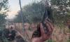 €239,000 in fines as Cyprus cracks down on bird poaching