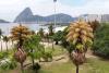 Decades-old palm trees in Rio de Janeiro flower for the 1st — and only — time